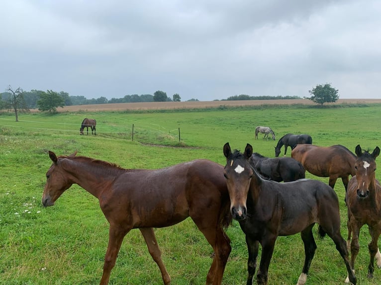 Professioneller Aufzuchtplatz für Absetzer und Jungpferde