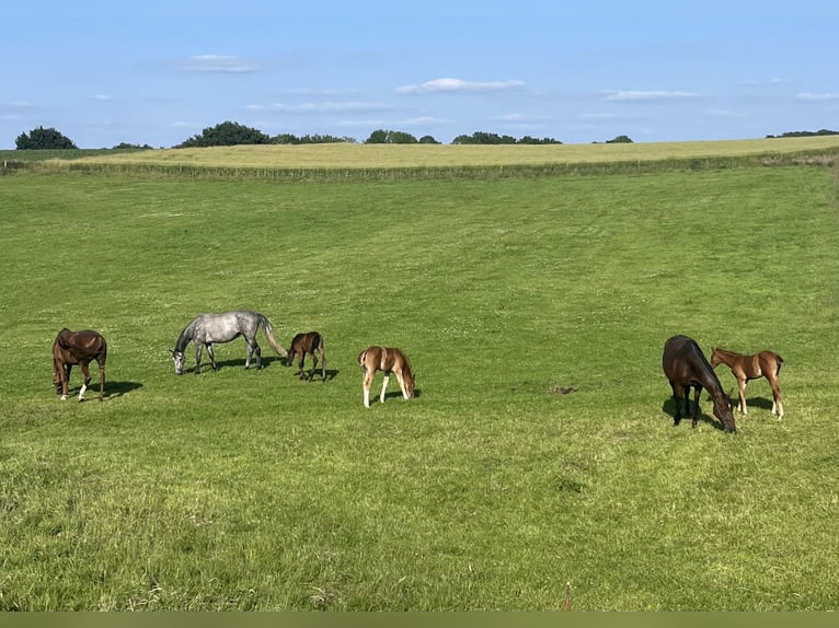 Professioneller Aufzuchtplatz für Absetzer und Jungpferde