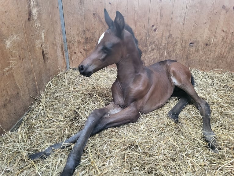 Vollpension von Zuchtstuten/ Aufzucht/ Ausbildung 