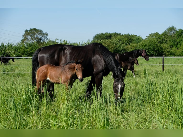 Vollpension von Zuchtstuten/ Aufzucht/ Ausbildung 