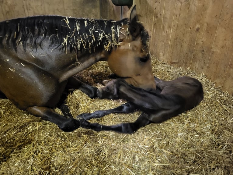 Vollpension von Zuchtstuten/ Aufzucht/ Ausbildung 