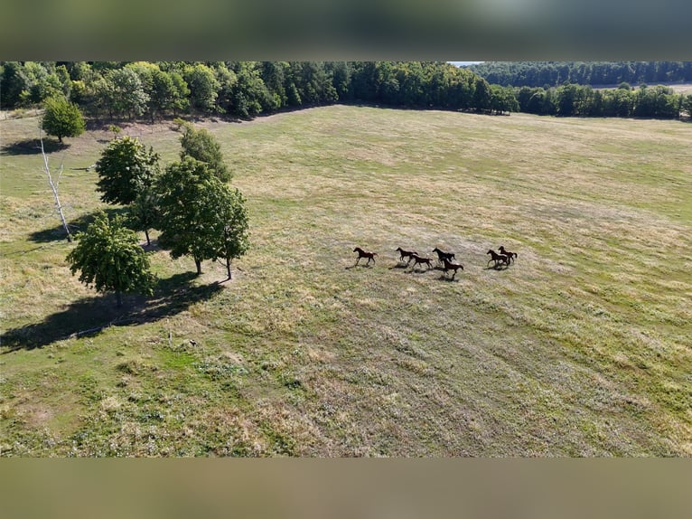 Weide für junge Pferde in Polen – erstklassige Betreuung zu günstigen Preisen, in der Nähe von Deuts