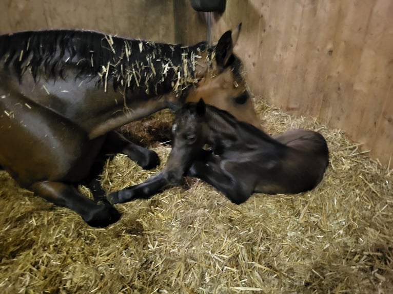 Zuchtstutenpension/Vollpension und Jungpferdeaufzucht