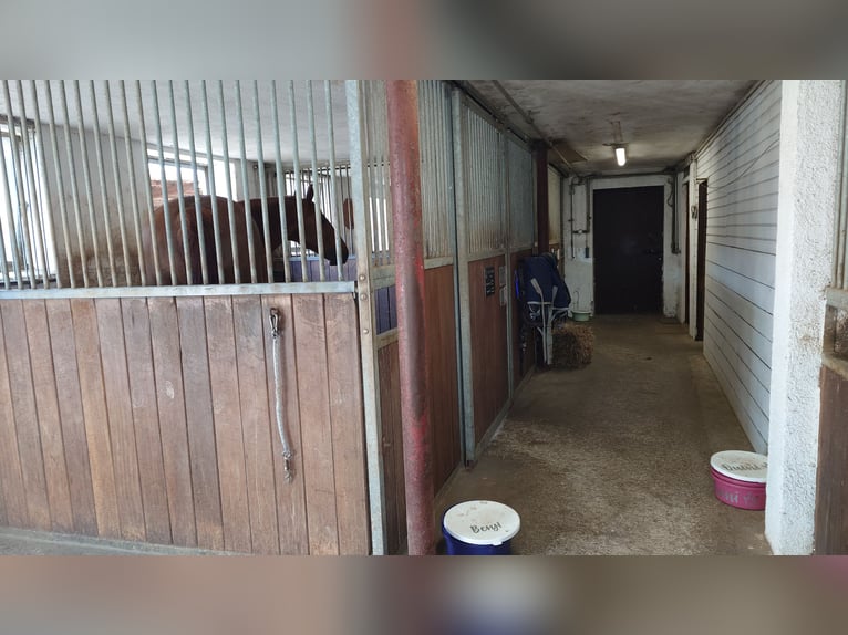 3 Boxen Selbstversorger Stall zu vermieten
