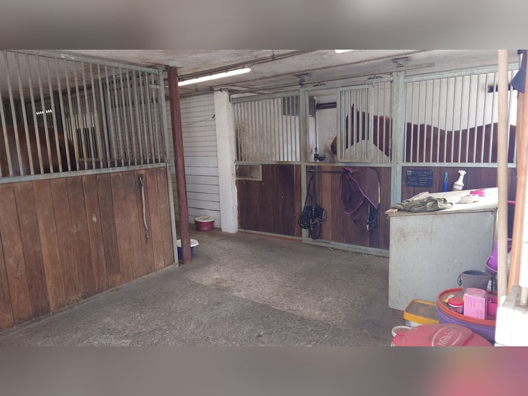 3 Boxen Selbstversorger Stall zu vermieten