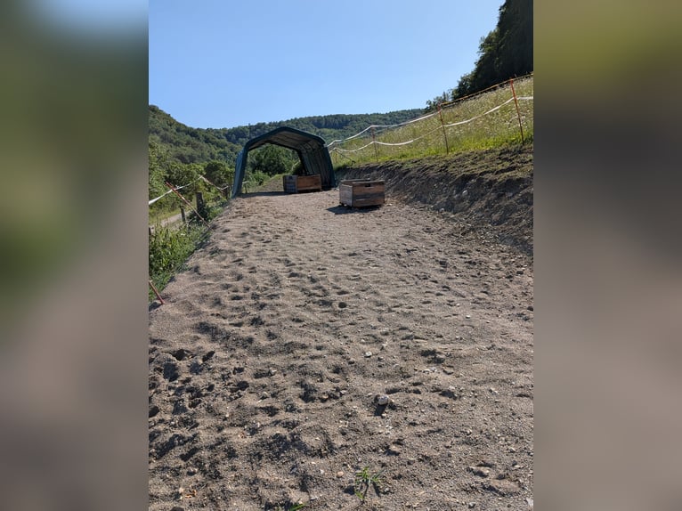 5 Pferdeboxen, ganzer neuer Stall