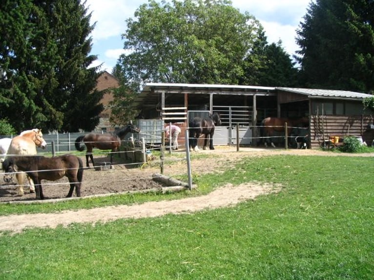 Aussenbox für Pony oder Kleinpferd