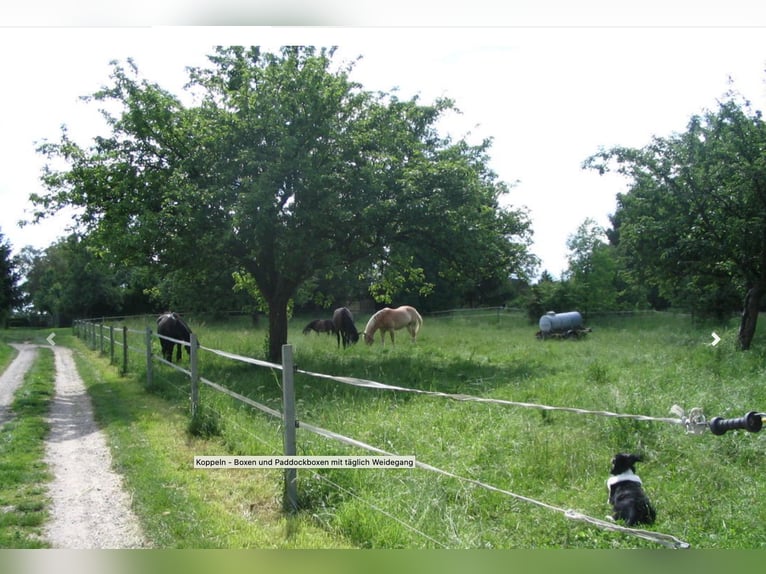 Aussenbox für Pony oder Kleinpferd