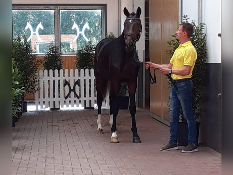 Beritt Pferd Boxen Frei