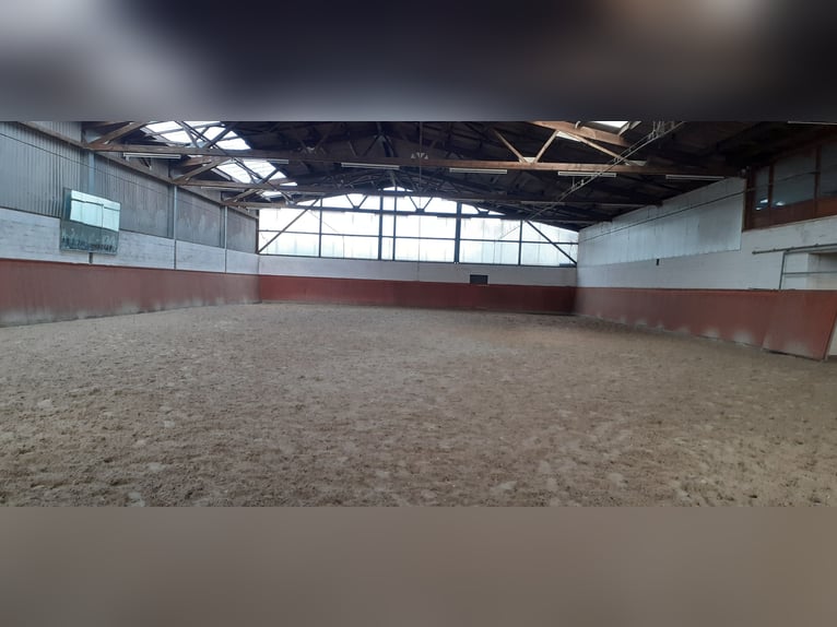 Beritt Pferd Boxen Frei