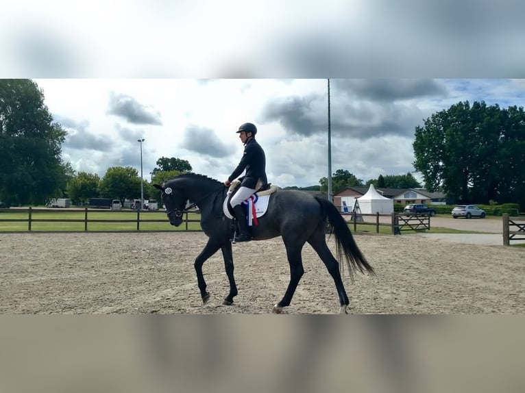 Beritt Pferd Boxen Frei