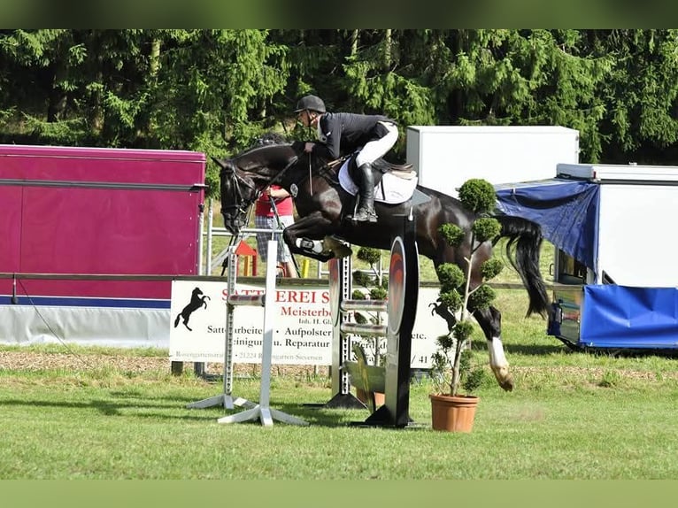 Beritt Pferd Boxen Frei
