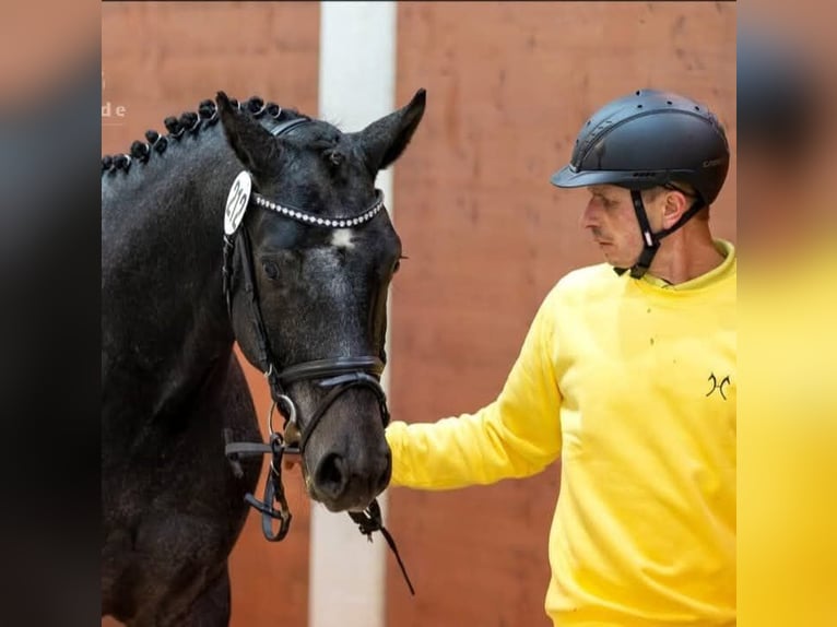 Beritt Pferd Boxen Frei