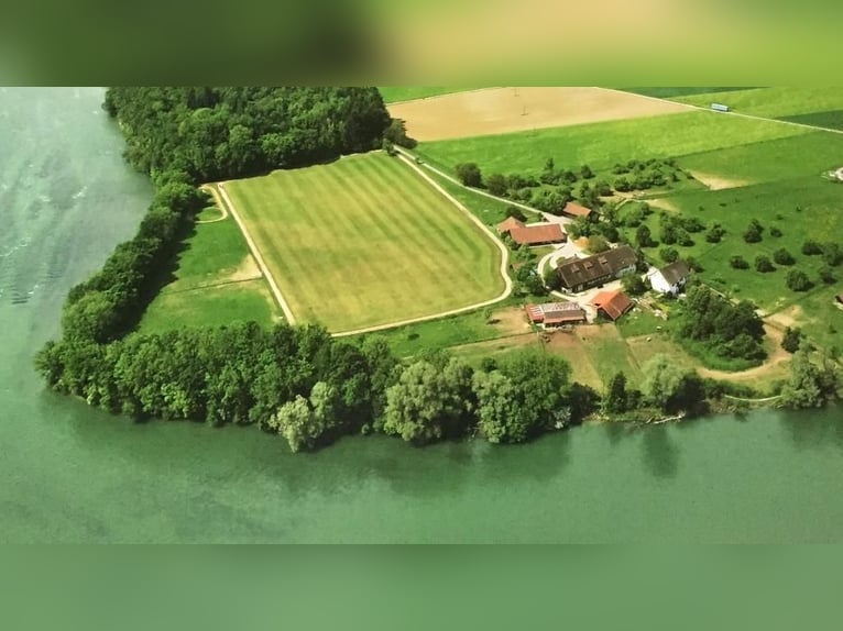 Bieten Pferdeboxen auf dem Ettikoner Hof, idyllische Lage am Rhein, direkt an CH-Grenze 