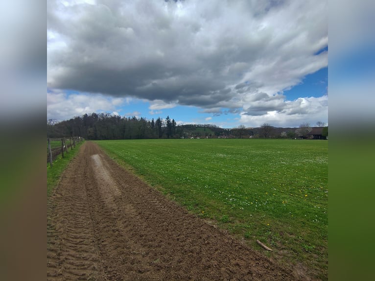 Bieten Pferdeboxen auf dem Ettikoner Hof, idyllische Lage am Rhein, direkt an CH-Grenze 
