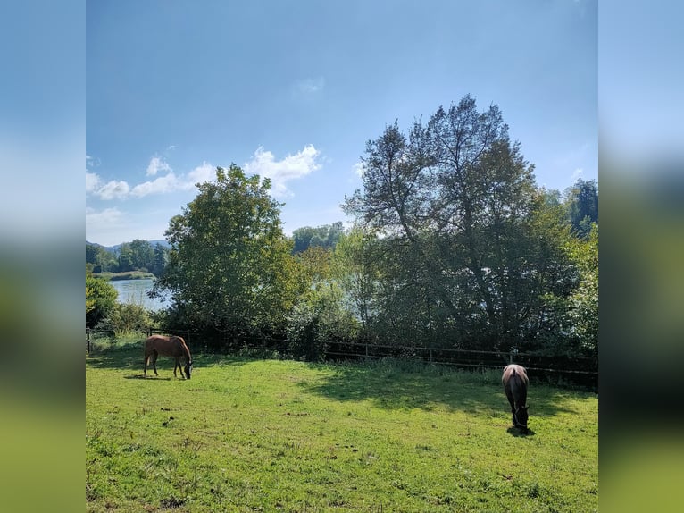 Bieten Pferdeboxen auf dem Ettikoner Hof, idyllische Lage am Rhein, direkt an CH-Grenze 
