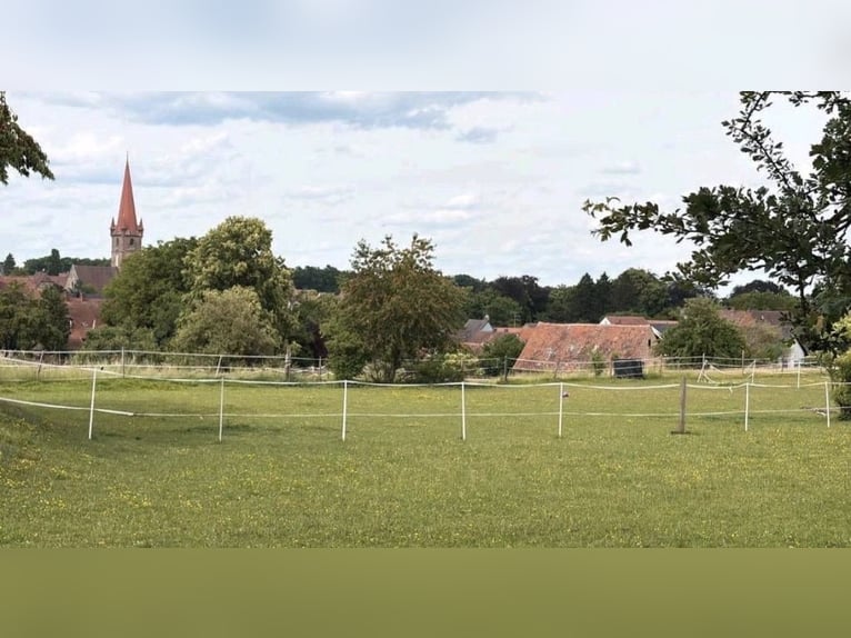 Box frei mit Tagsüber bis zu 9h Weidezeit