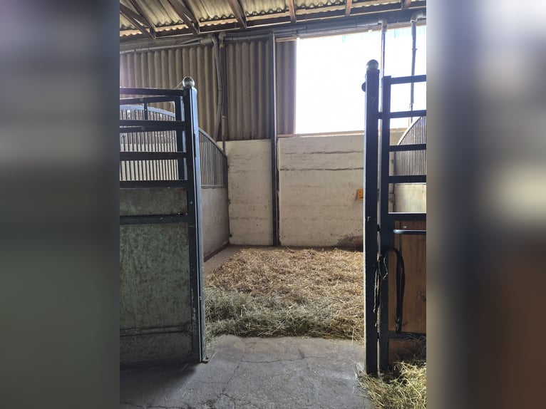 Box frei / Stall frei in 04613 Lucka