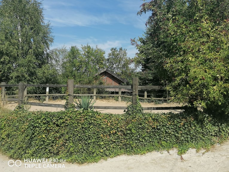 Box für Pferd an