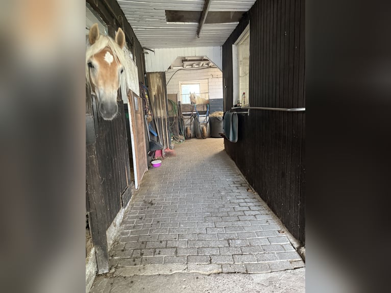 Box in kleiner privater Stallgemeinschaft frei