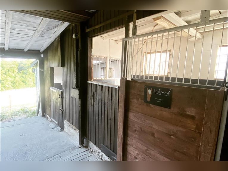Box in kleiner privater Stallgemeinschaft frei