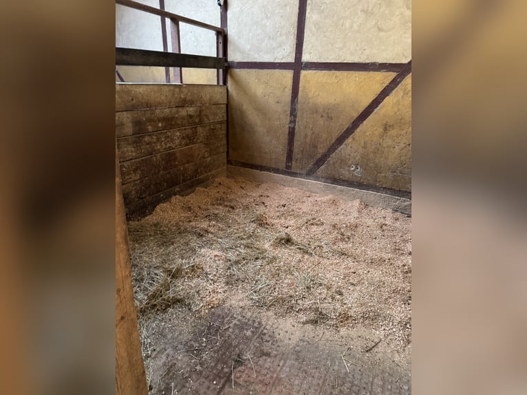 Box und Offenstall Plätze frei