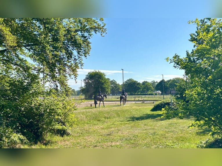 Boxen frei auf privater Reitanlage