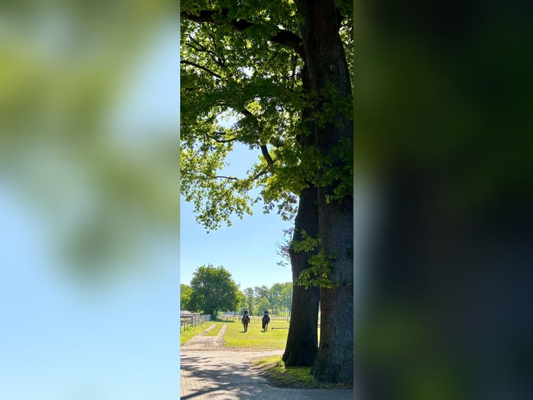 Boxen frei auf privater Reitanlage
