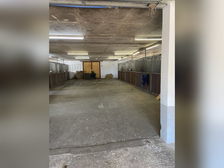 Boxen frei! Liebevoll geführter kleiner Stalltrakt in Neuenhagen 