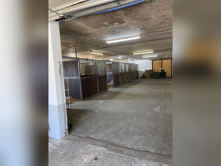 Boxen frei! Liebevoll geführter kleiner Stalltrakt in Neuenhagen 