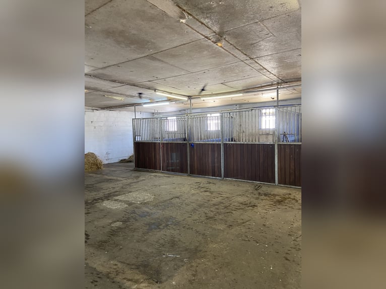 Boxen frei! Liebevoll geführter kleiner Stalltrakt in Neuenhagen 