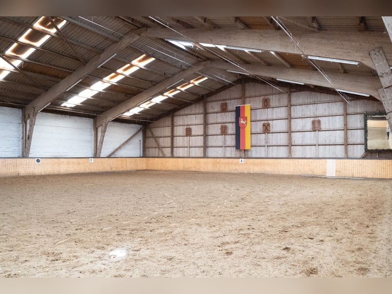 Boxen frei ! Paddock- oder Doppelbox / Fensterbox / Standardbox mit tägl. Auslauf