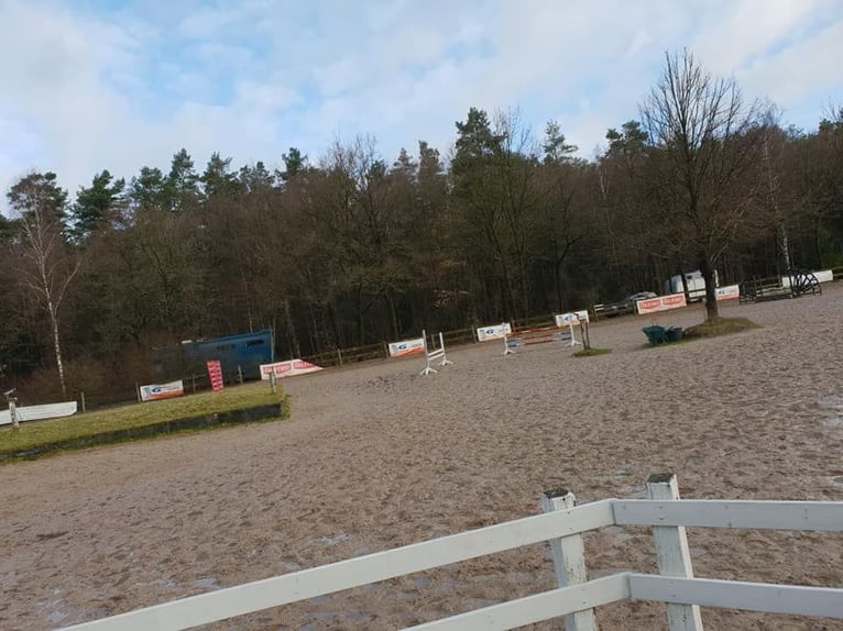 Boxen frei ! Paddock- oder Doppelbox / Fensterbox / Standardbox mit tägl. Auslauf