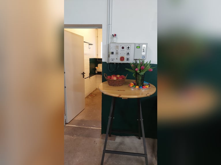 Boxen, separater Stalltrakt, Pferdepensionsstall