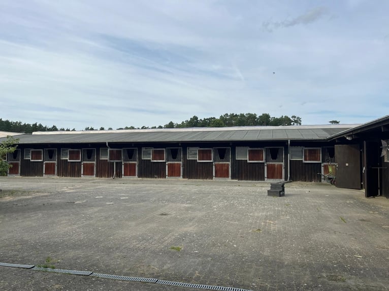 BOXEN ZU VERPACHTEN, min. 4 Boxen max. eine ganze Stallgasse bis zu 18 Boxen