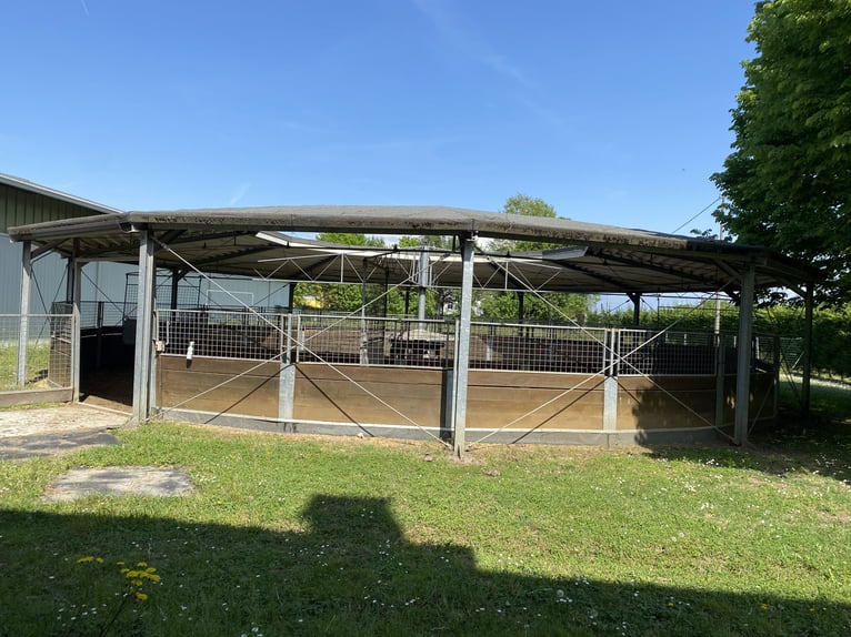 Einstellerplatz in hochklassigem Sportstall frei