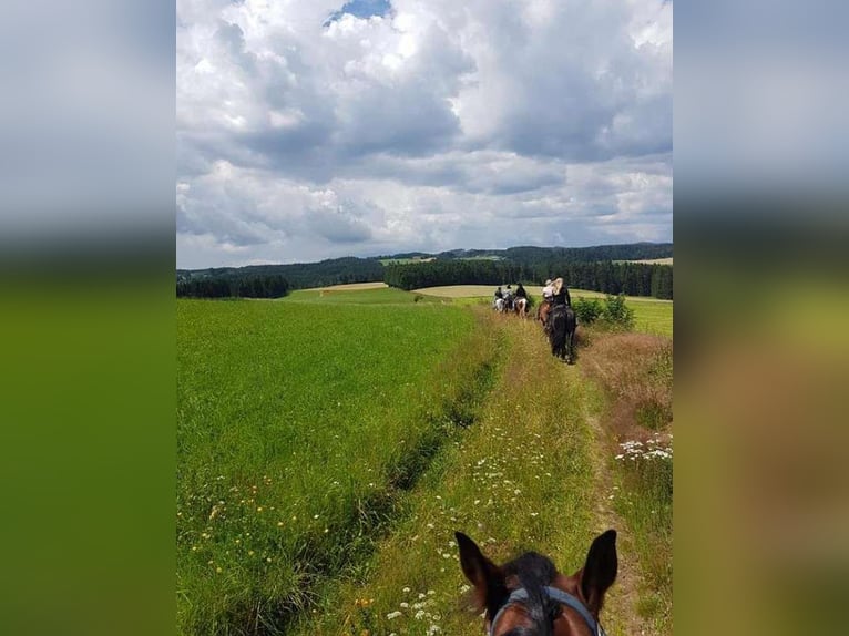Einstellplätze im südlichen Waldviertel