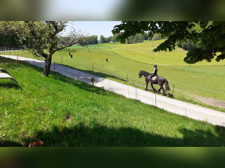 Einstellplatz für Wallach
