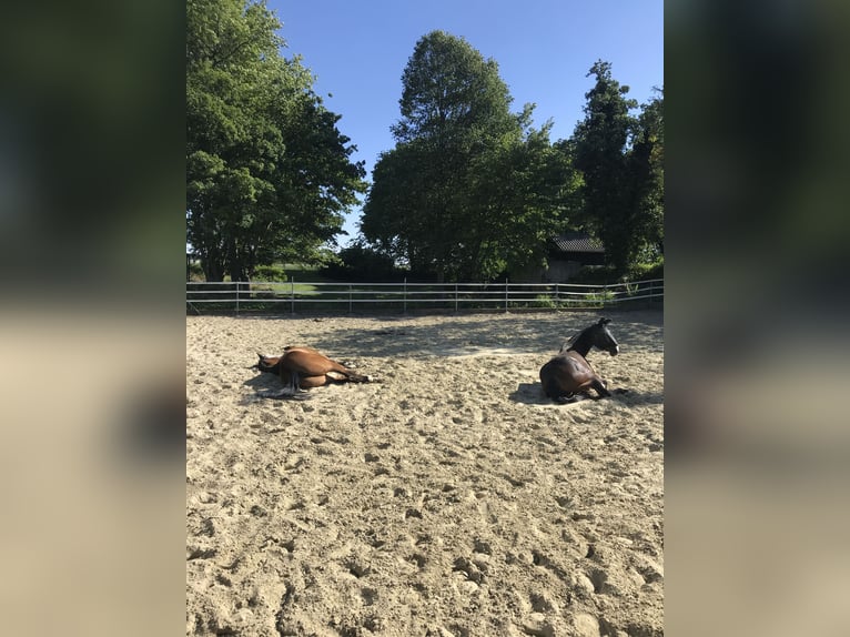 Einstellplatz in kleinem Privatstall frei