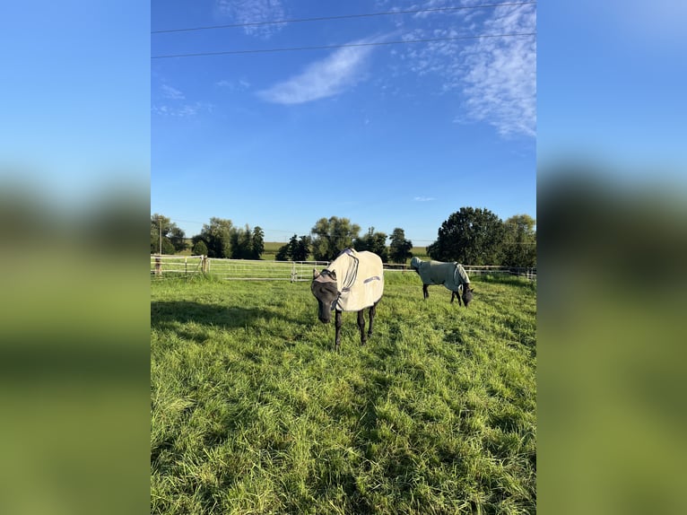 Einstellplatz in kleinem Privatstall frei