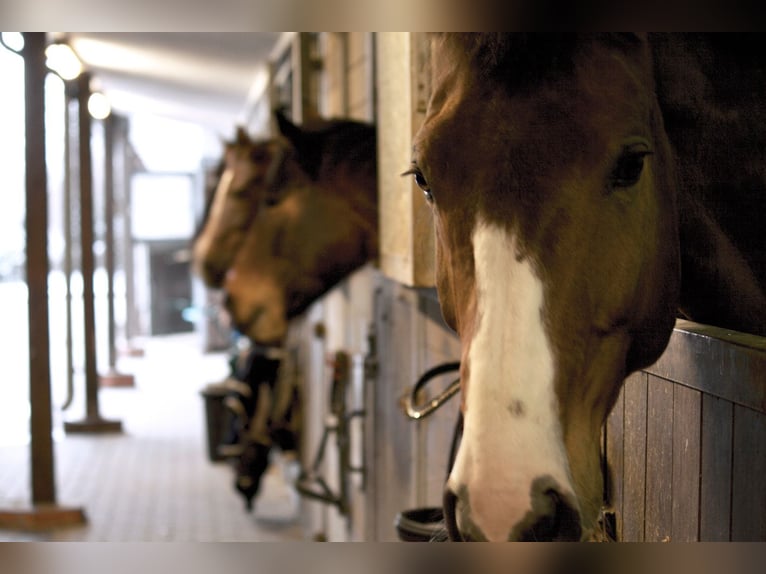 Einzelboxen oder Boxentrakt (ab 1.1.2026) auf ***Top Reitsportanlage ***