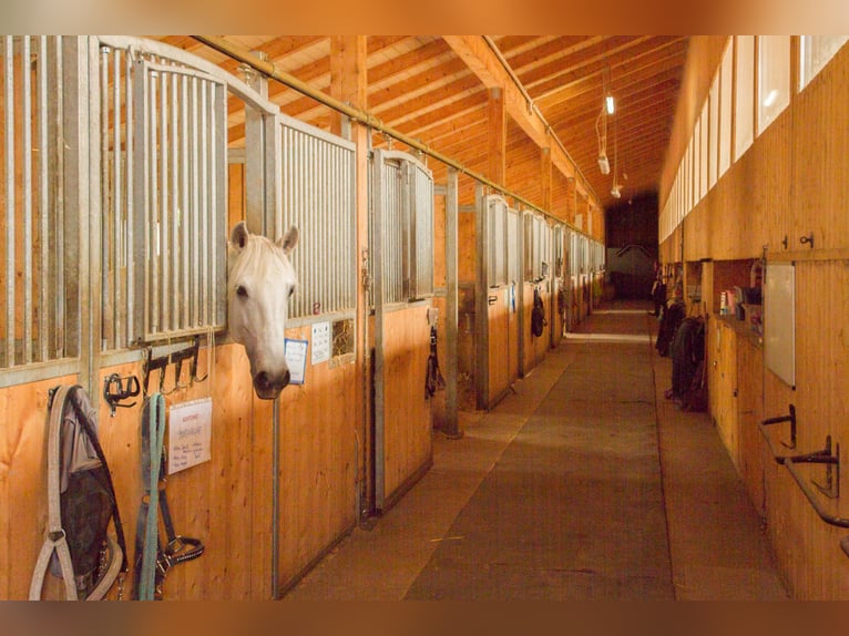 EXKLUSIVES ABTEIL MIT 14 MODERNEN PADDOCKBOXEN IN RENOMIERTEM DRESSURSTALL SÜDL. VON WIEN