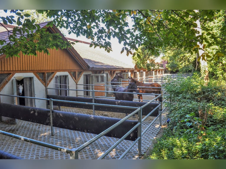 EXKLUSIVES ABTEIL MIT 14 MODERNEN PADDOCKBOXEN IN RENOMIERTEM DRESSURSTALL SÜDL. VON WIEN