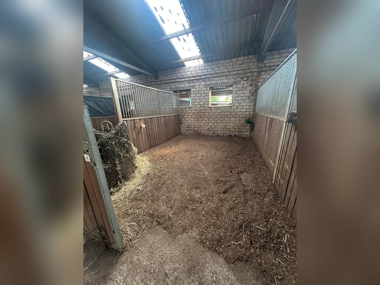 Freie Boxen in schön gelegenem Stall in Meerbusch-Nierst