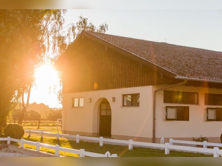 Gestüt Birkenhof - Freie Boxen - artgerechte Pferdehaltung & professioneller Beritt