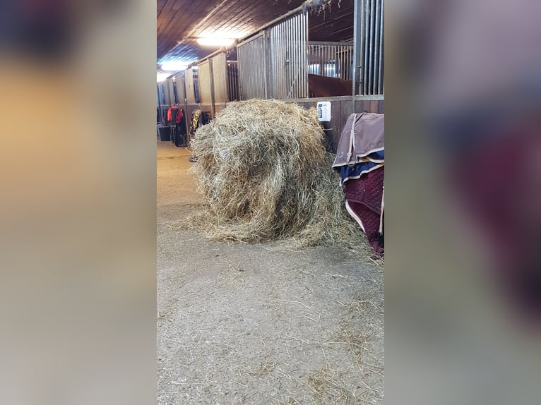 Große Innenboxen frei (4x4m) ab €400,- (tägl. Koppel bzw. Paddock bis zu 8 Std./Tag)