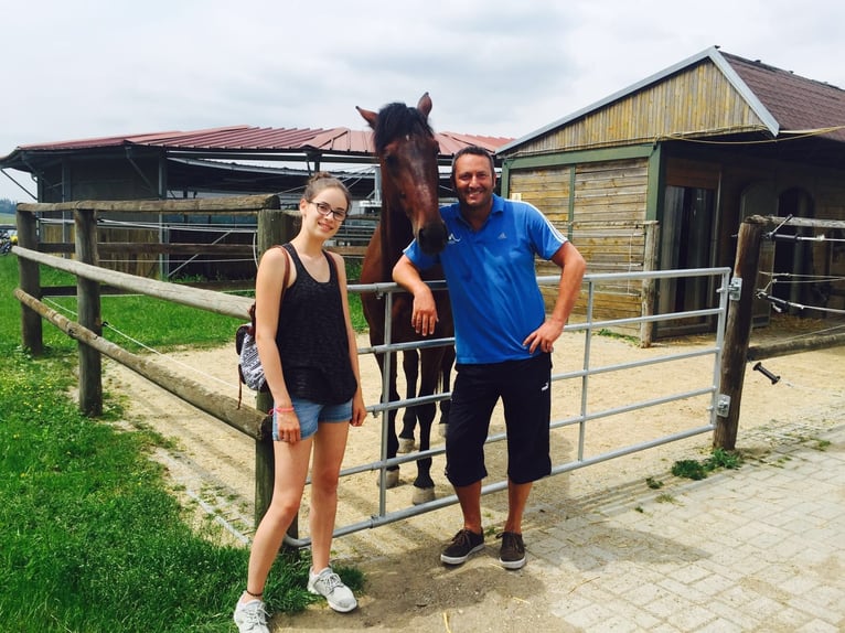 Große Innenboxen frei (4x4m) ab €400,- (tägl. Koppel bzw. Paddock bis zu 8 Std./Tag)