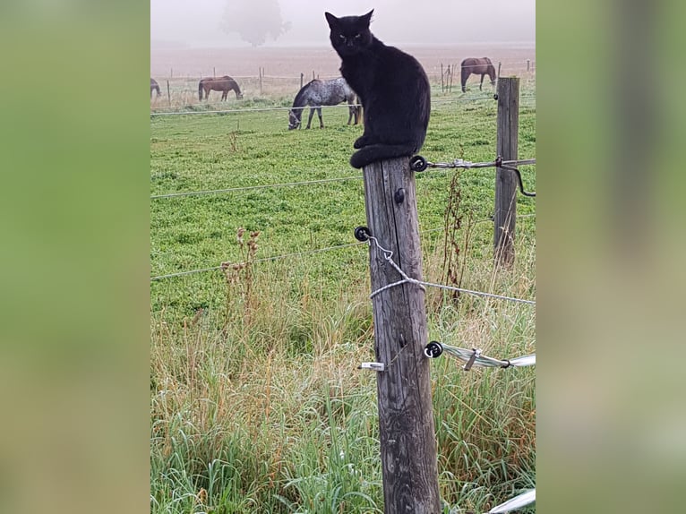 Große Innenboxen frei (4x4m) ab €400,- (tägl. Koppel bzw. Paddock bis zu 8 Std./Tag)