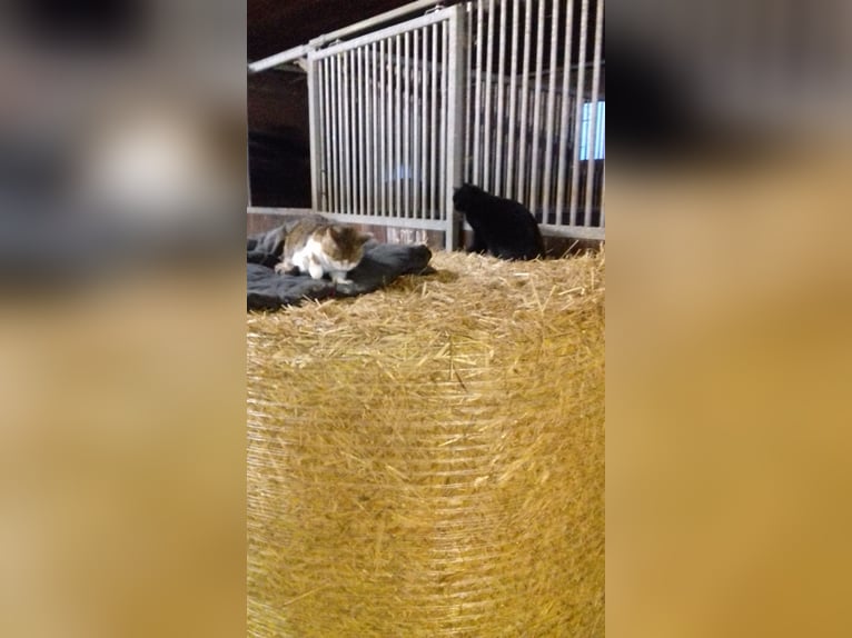 Große Innenboxen frei (4x4m) ab €400,- (tägl. Koppel bzw. Paddock bis zu 8 Std./Tag)