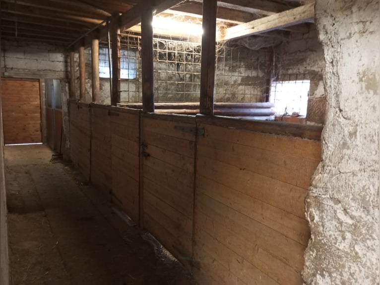 Harmonische Herdenhaltung mit nachts Einzelboxen 